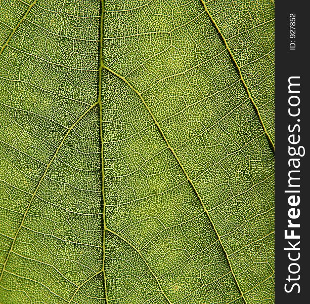 Texture of leaf