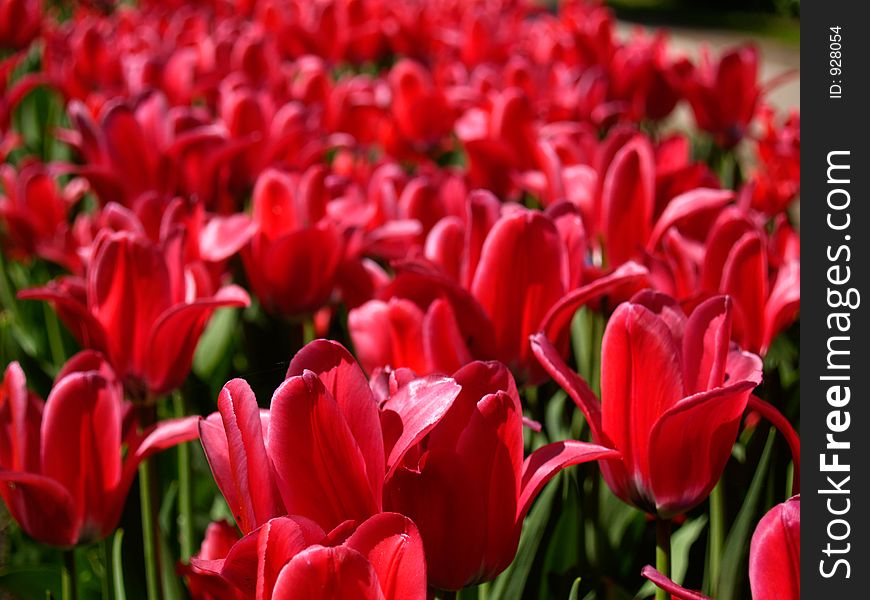 Field of red tulips