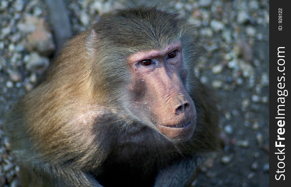 Photo of a baboon taken in the Budapest Zoo.