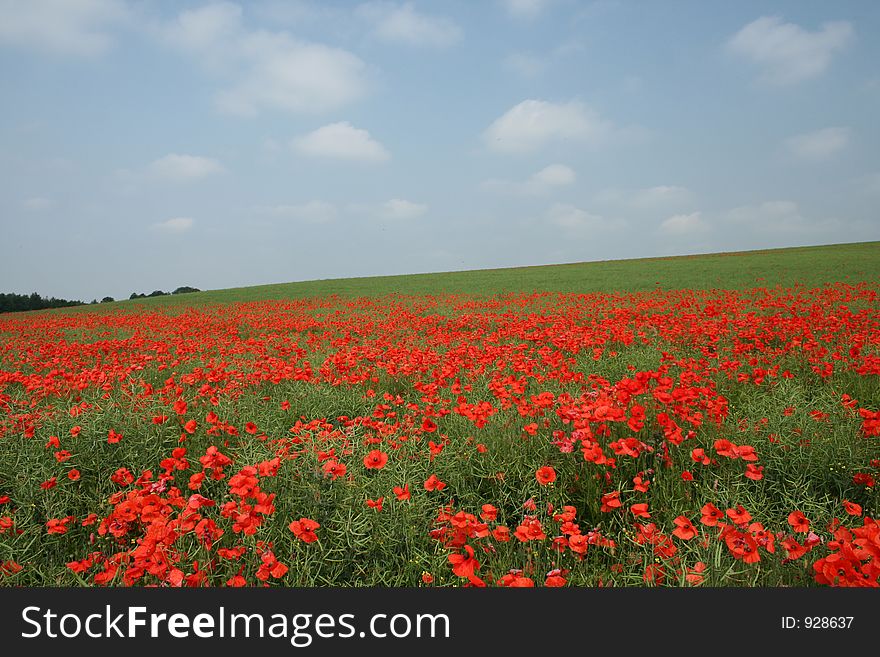 A gorgeous poppy field. A gorgeous poppy field