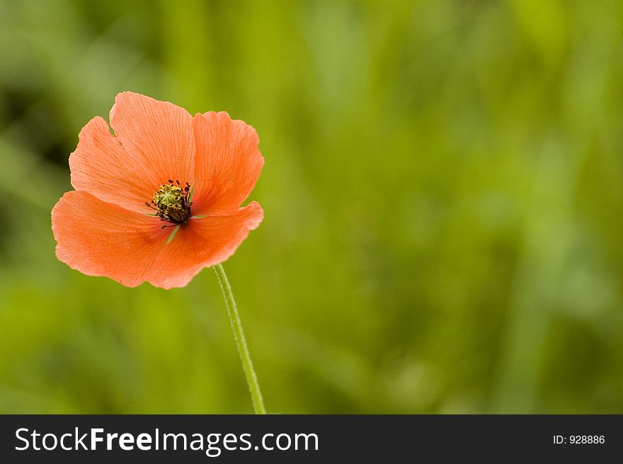 Delicate field poppy with out of focus background