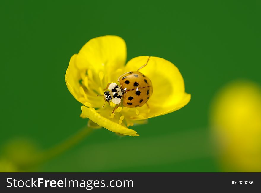 Photo of a Ladybug