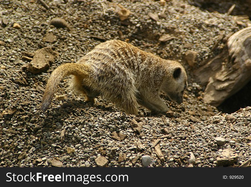 A meerkat digging a burrow. A meerkat digging a burrow