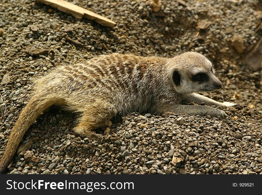 A meerkat laying low. A meerkat laying low
