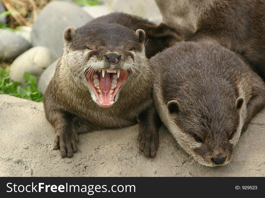 A pair of otter friends, one yawning, or perhaps singing?!. A pair of otter friends, one yawning, or perhaps singing?!