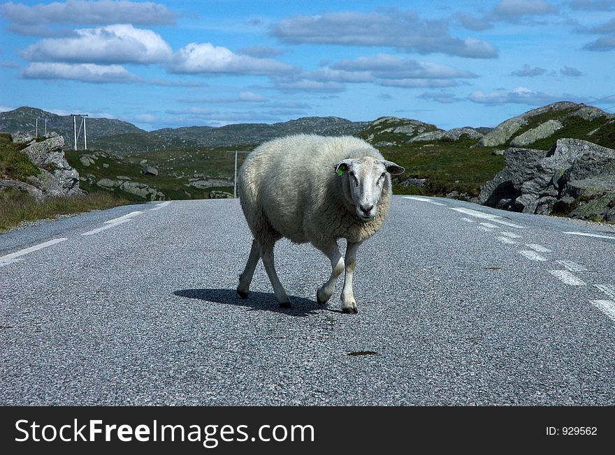 Sheep crossing road