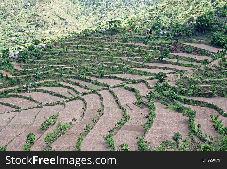 Mountain step farming in the himalayas near tehri garhwal, uttaranchal, india. Mountain step farming in the himalayas near tehri garhwal, uttaranchal, india