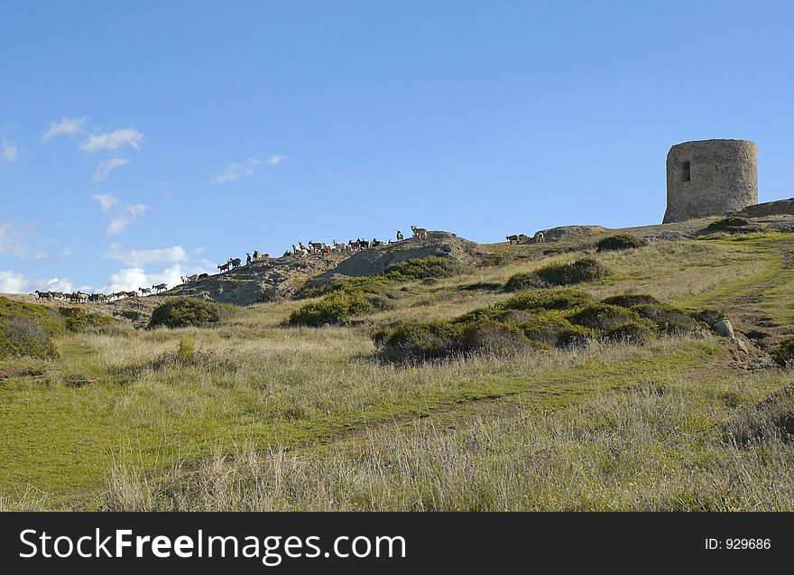 Argentina tower with goats, Sardinia, Italy