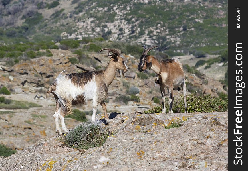 Goats, Sardinia, Italy