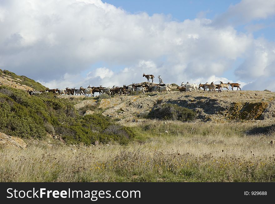 Goats, Sardinia, Italy