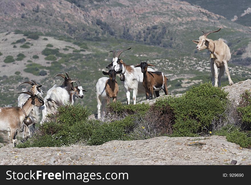 Goats, Sardinia, Italy