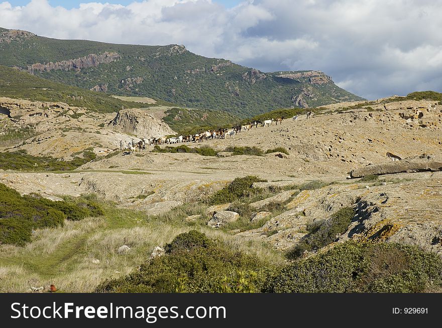 Goats, Sardinia, Italy