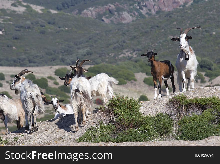 Goats, Sardinia, Italy