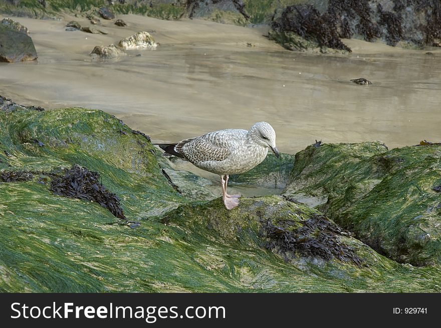 A seagull on the beach in Newquay, Cornwall, United Kingdom