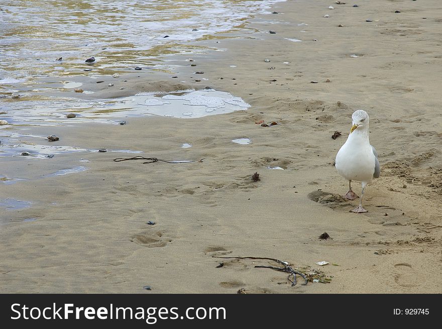 A seagull on the beach in Newquay, Cornwall, United Kingdom