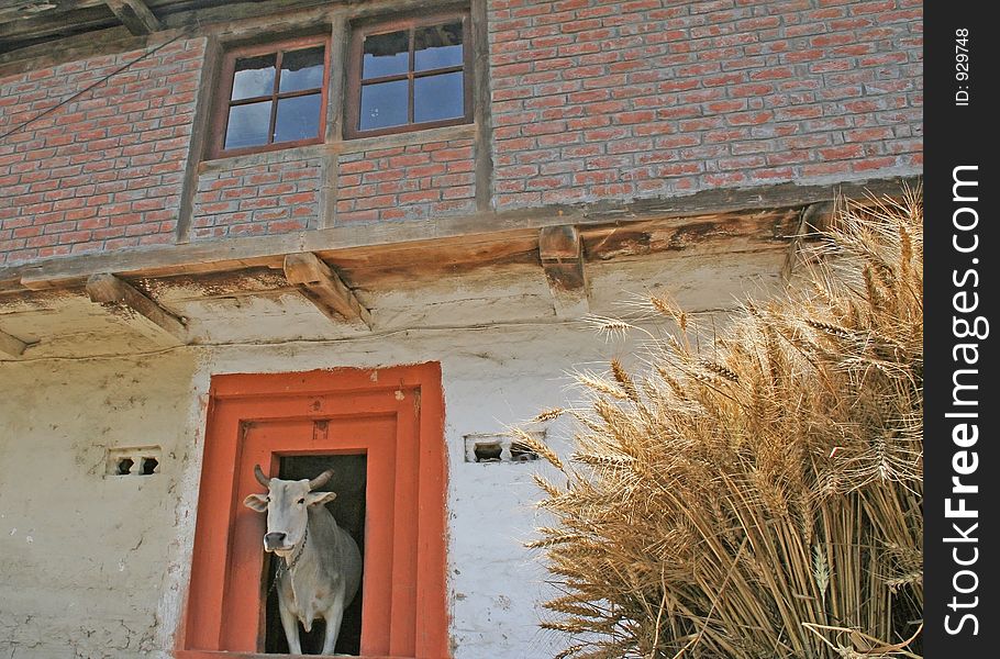 Harvested wheat bales and holy cow in  remote himalayan rural habitat kullu india. Harvested wheat bales and holy cow in  remote himalayan rural habitat kullu india