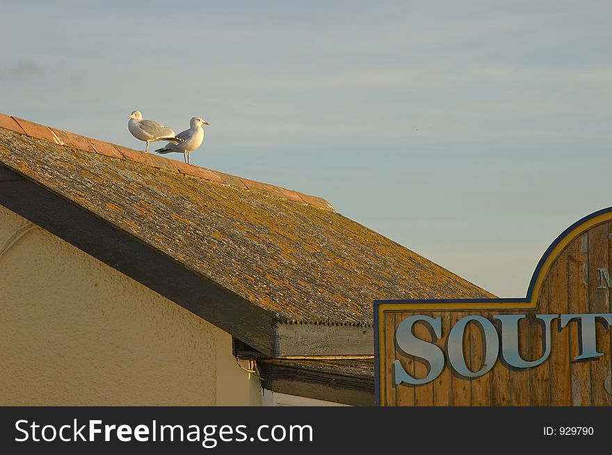 Two seagulls on the roof of a house at Lizard Point, Cornwall, United Kingdom