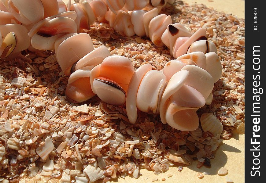 Sea seashells in a row on the sand1