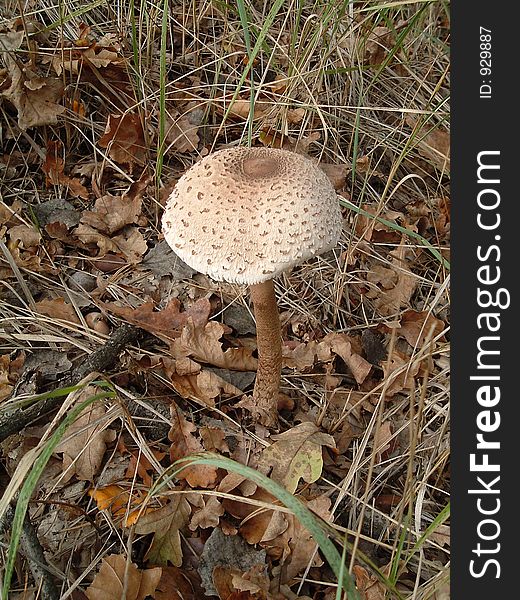 Uneatable mushroom