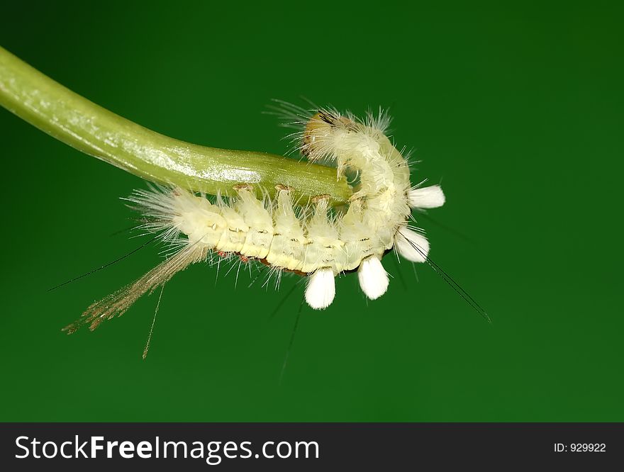 Photo of a Caterpillar