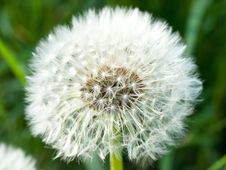 Dandelion Head, Spring Flower Stock Photos Dandelion Head, Spring Flower Stock Photos