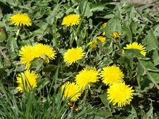 First Dandelions Stock Photo First Dandelions Stock Photo