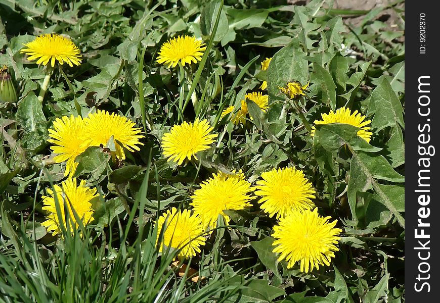 A nice bunch of first spring dandelions. A nice bunch of first spring dandelions