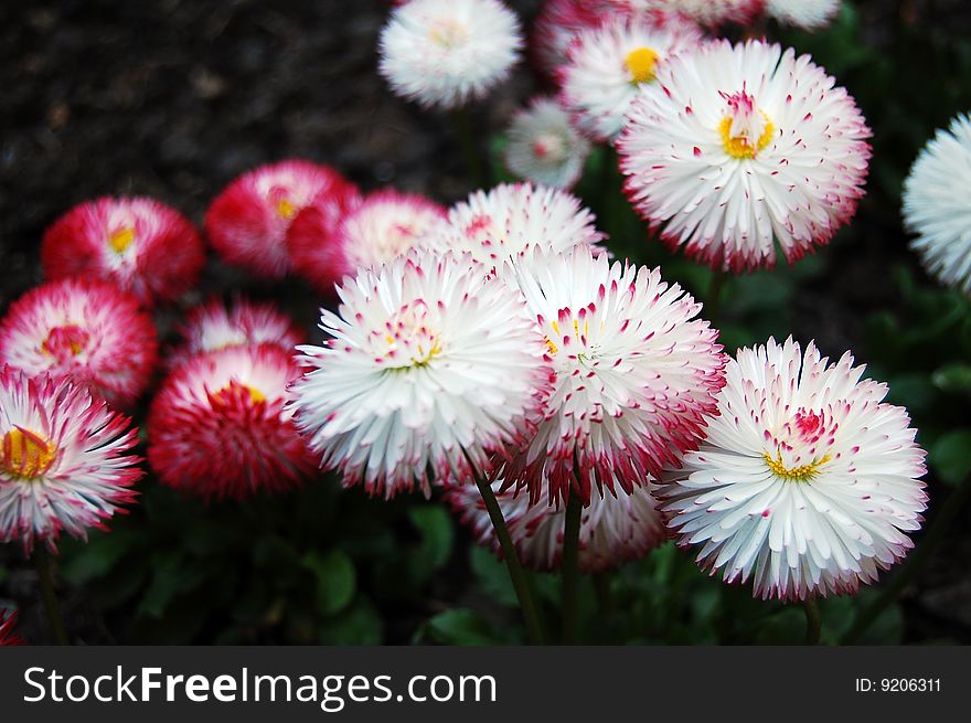 Daisies bloom in the springtime garden