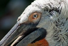 Pelican Portrait Royalty Free Stock Photo
