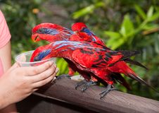 Parrot Feeding Stock Images