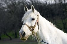 Beautiful White Horse Stock Images
