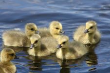 Baby Canadian Goslings Royalty Free Stock Photography Baby Canadian Goslings Royalty Free Stock Photography