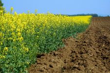 Colza Royalty Free Stock Photography Colza Royalty Free Stock Photography