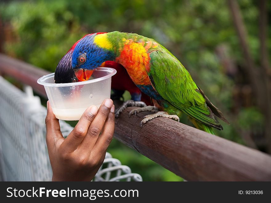 Children hand feeding colorful parrot standing on tree branch. Children hand feeding colorful parrot standing on tree branch