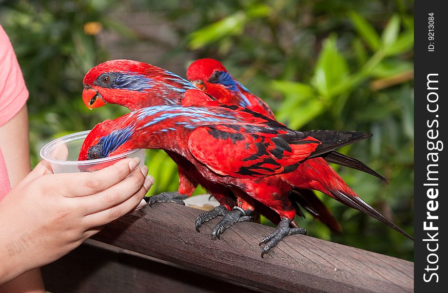 Playful parrot feeding in singapore bird park