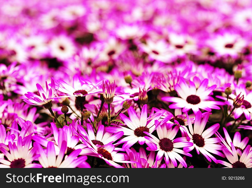 Flowerbed with many purple flowers. sooted in Holland.