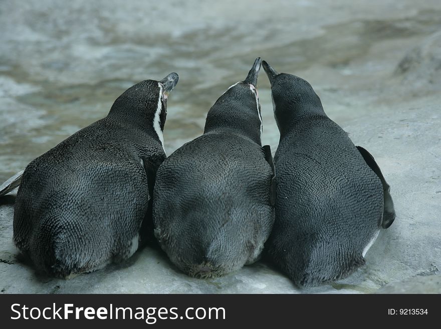 Picture of penguins made in a zoo at artificial illumination. Picture of penguins made in a zoo at artificial illumination