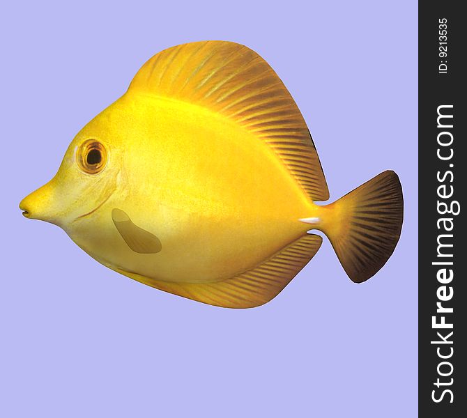 Yellow Tang fish in water With Clipping Path