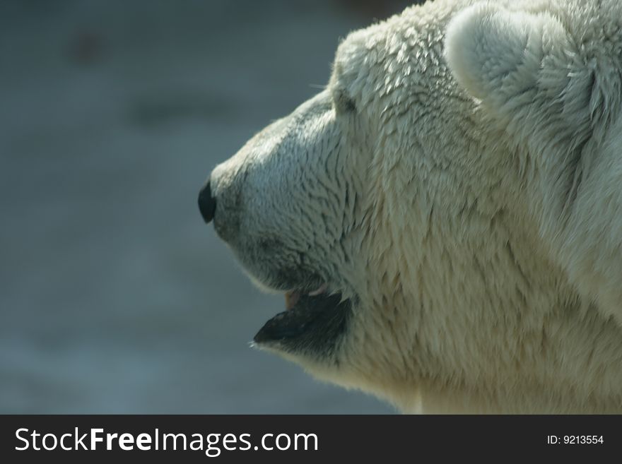 Picture of a polar bear made in a zoo at solar illumination