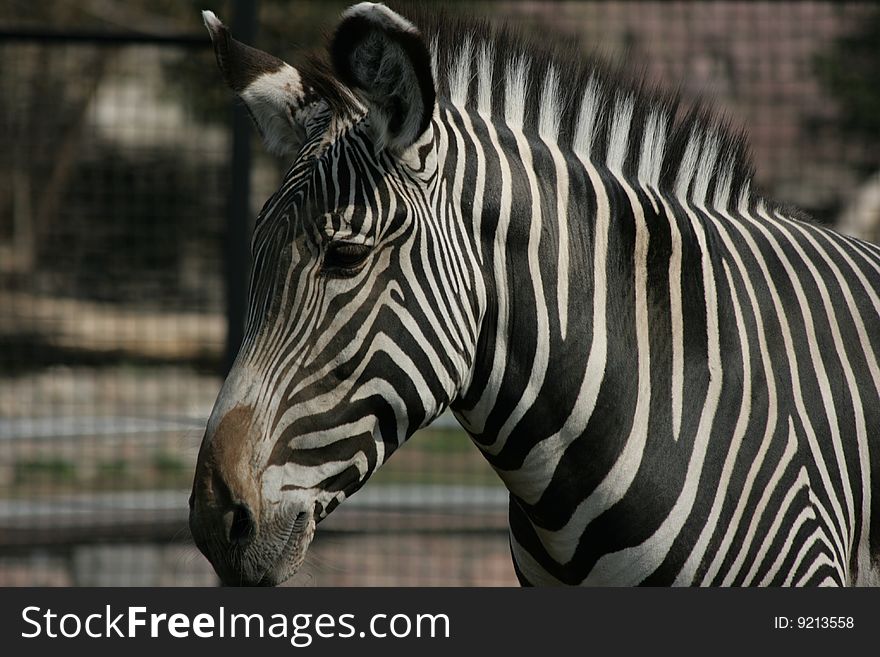 The picture of a zebra in a zoo, is made at natural illumination