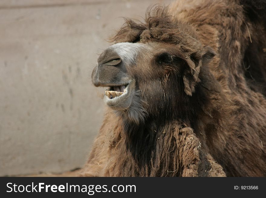 The picture of a camel in a zoo, is made at natural illumination