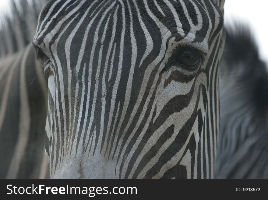 The picture of a zebra in a zoo, is made at natural illumination
