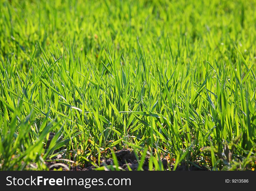 Fresh Green Grass