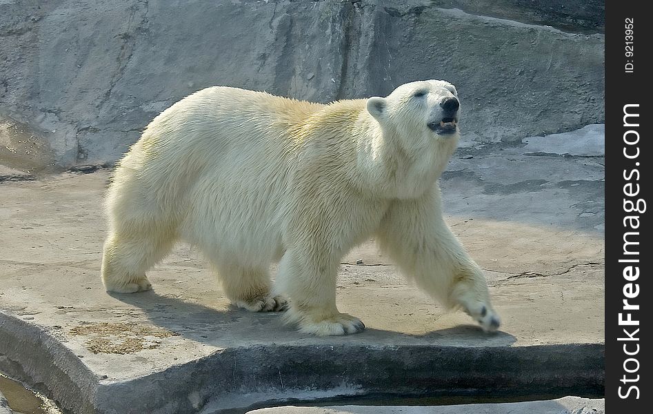 Polar Bear 11