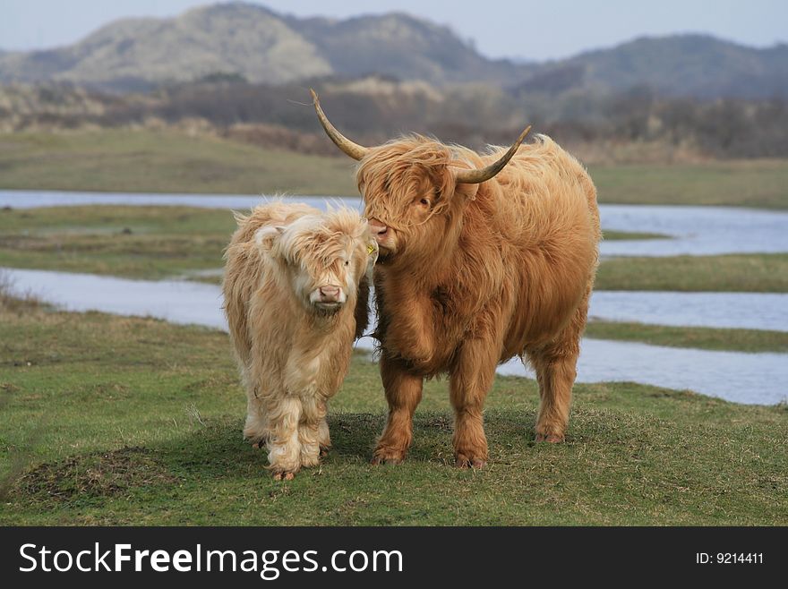 Scottisch highlanders near a lake with dunes on the background