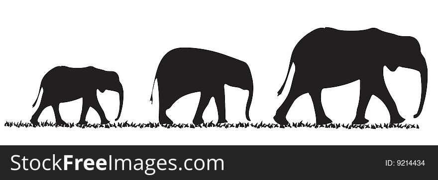 Three elephants of various size in a line