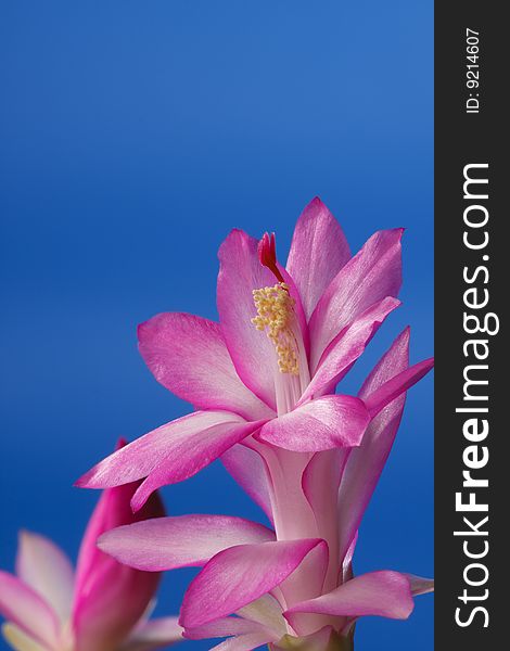 Pink decembrist on a blue background