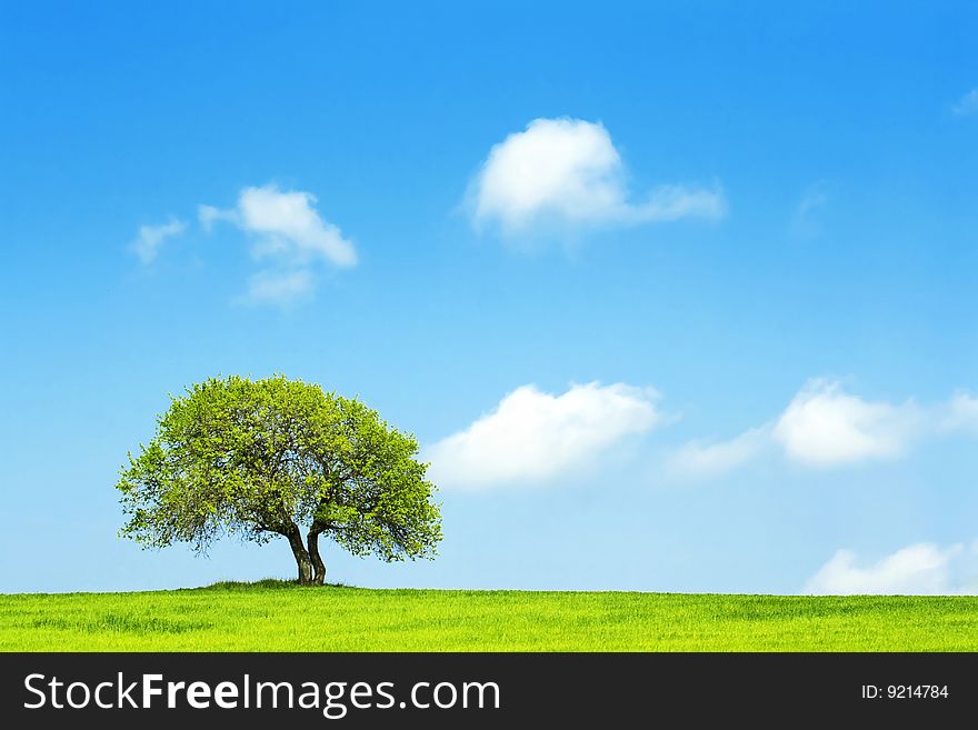 lonely tree in a field and blue sunny sky. lonely tree in a field and blue sunny sky