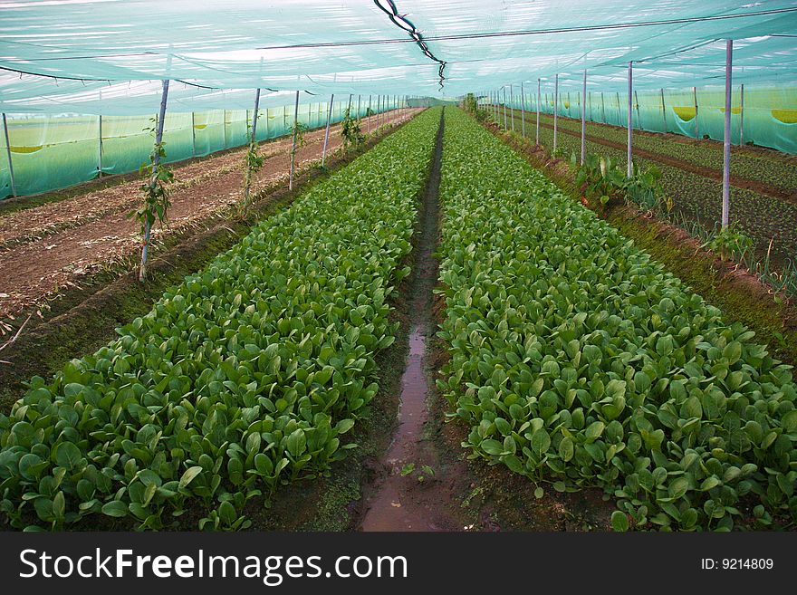 Vegetable farm with protecting net