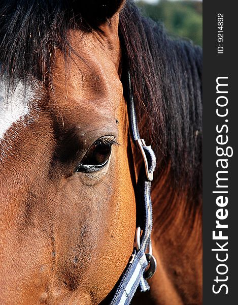 A lovely chestnut coloured horse closeup